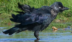 Western Jackdaw