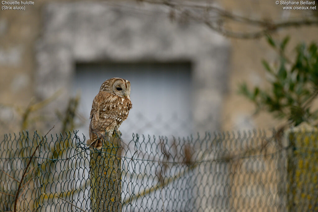 Tawny Owl