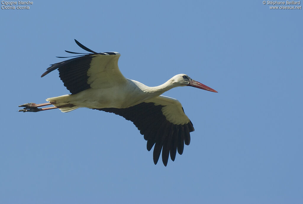 Cigogne blanche, Vol