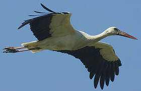 White Stork