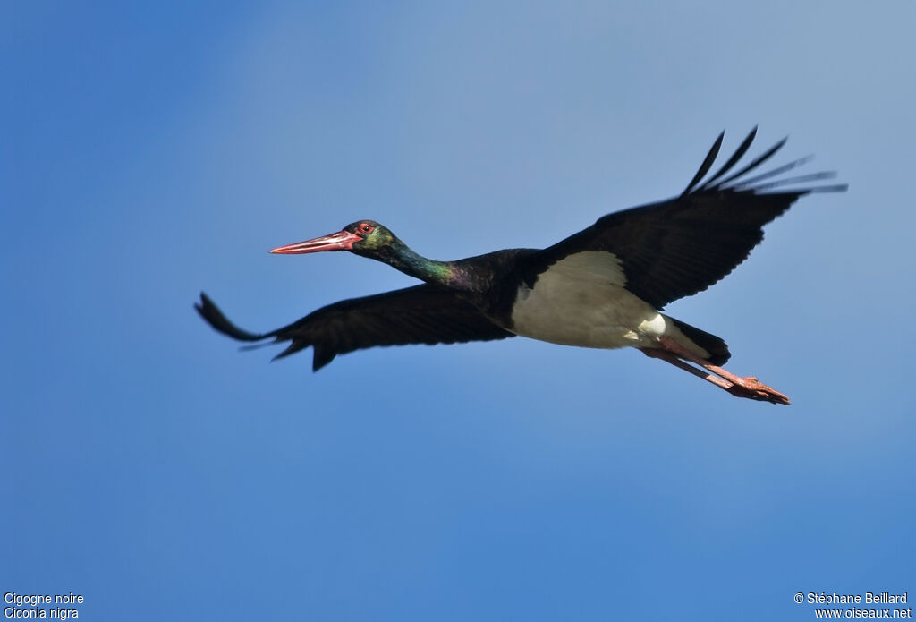 Black Stork