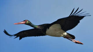 Black Stork