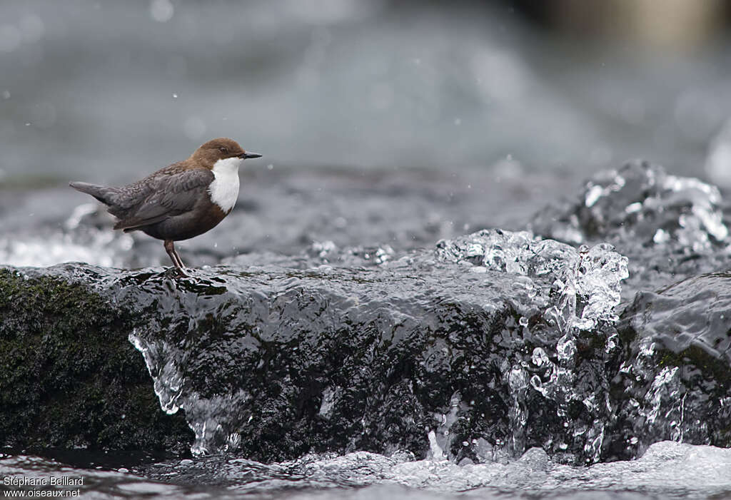 White-throated Dipperadult, habitat