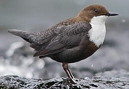 White-throated Dipper