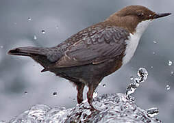 White-throated Dipper