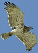 Short-toed Snake Eagle