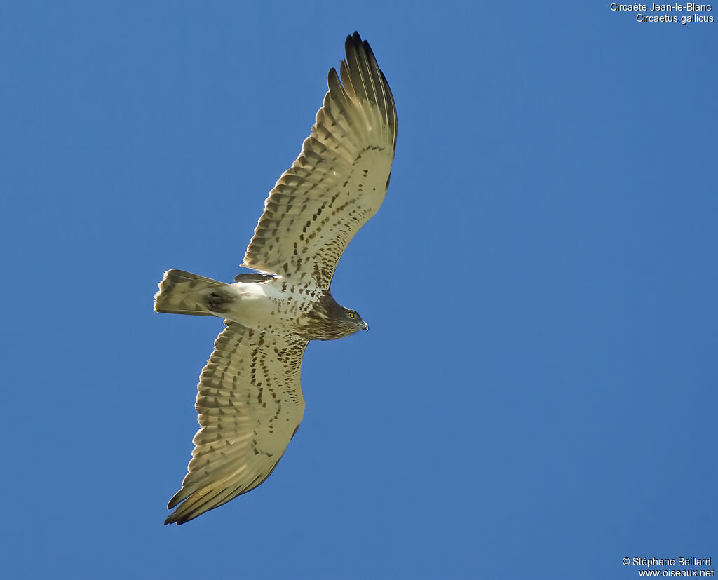 Short-toed Snake Eagle