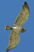 Short-toed Snake Eagle