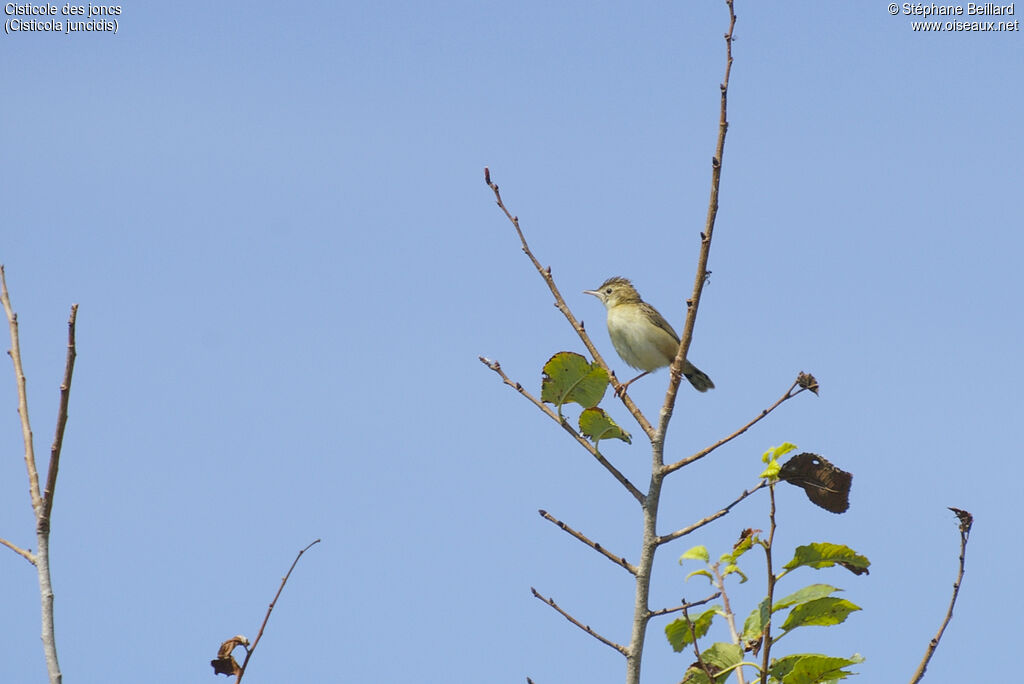 Zitting Cisticola