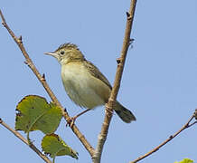 Zitting Cisticola