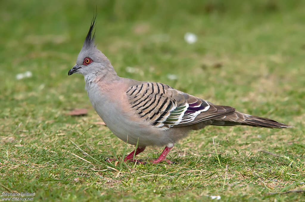 Crested Pigeonadult, pigmentation