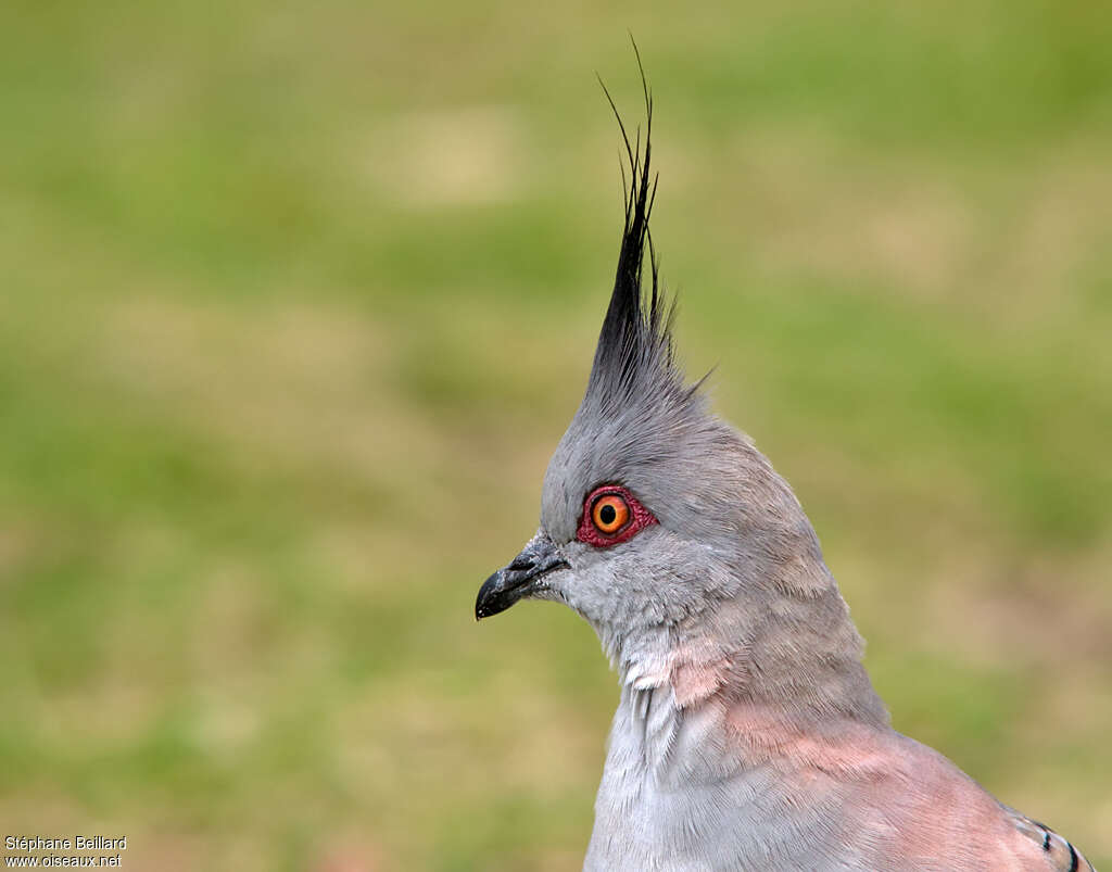 Crested Pigeonadult, close-up portrait