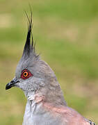 Crested Pigeon