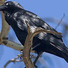 Corbeau d'Australie