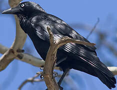 Corbeau d'Australie