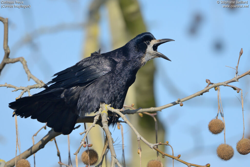 Corbeau freuxadulte, chant