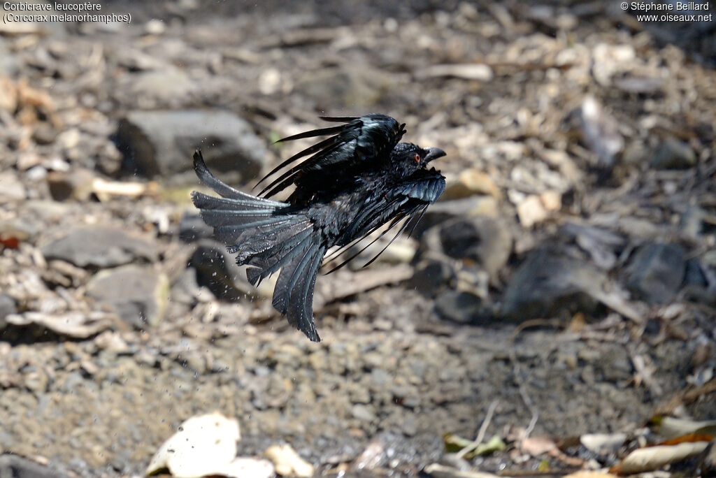 White-winged Chough, Flight