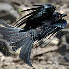 Corbicrave leucoptère