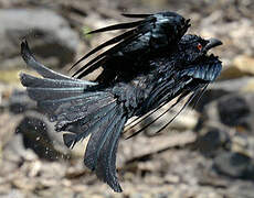 White-winged Chough