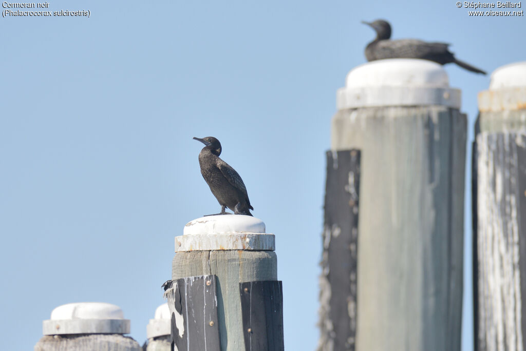 Little Black Cormorant