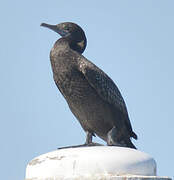 Little Black Cormorant