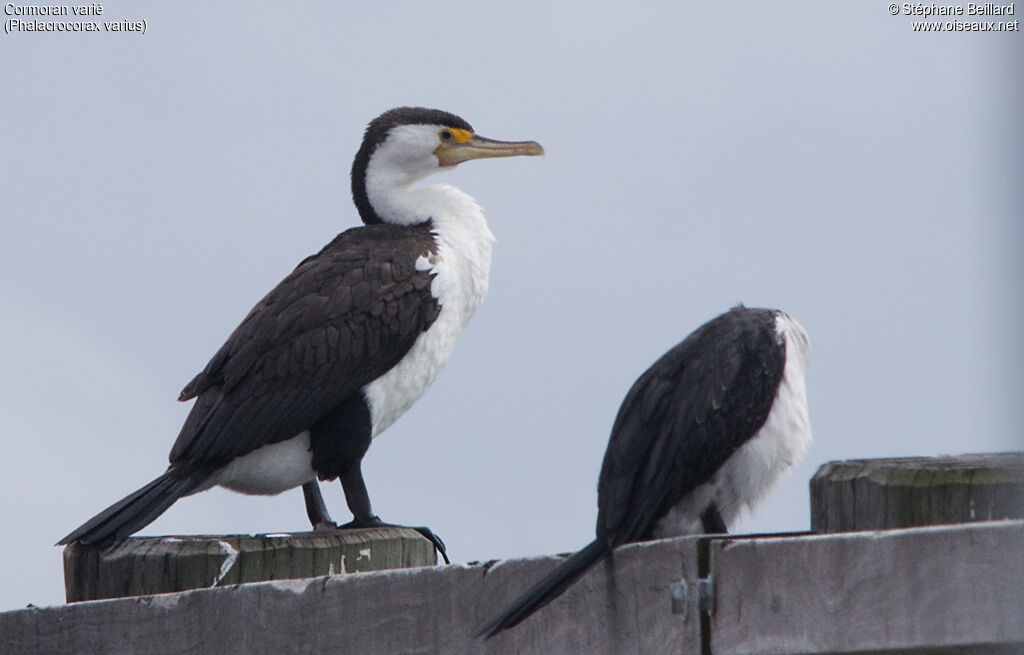 Cormoran varié