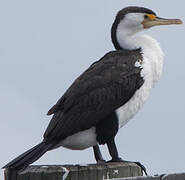 Australian Pied Cormorant