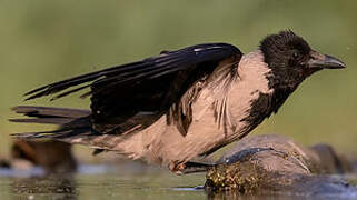 Hooded Crow