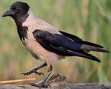 Hooded Crow