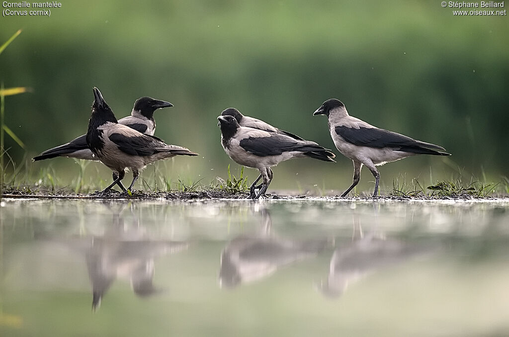 Hooded Crow