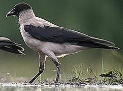 Hooded Crow