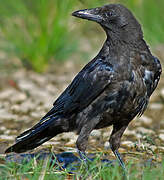 Carrion Crow