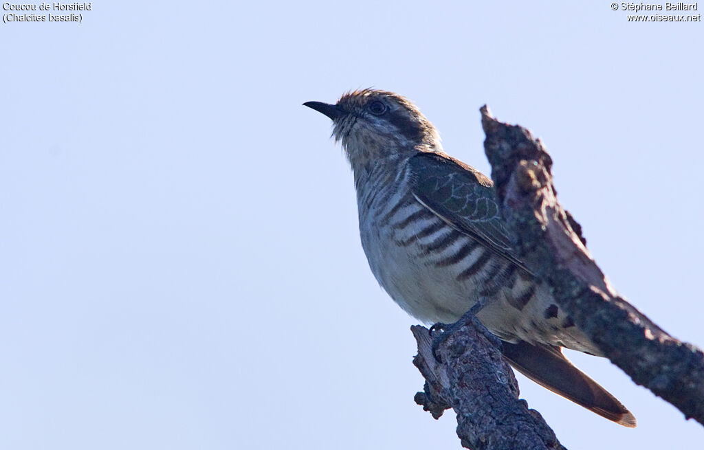 Horsfield's Bronze Cuckoo