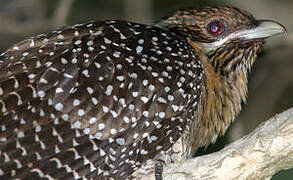 Pacific Koel