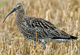 Eurasian Curlew