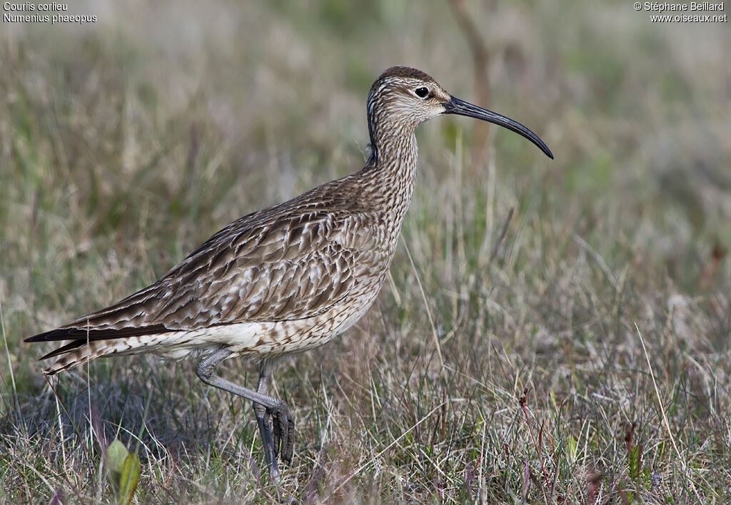 Whimbrel