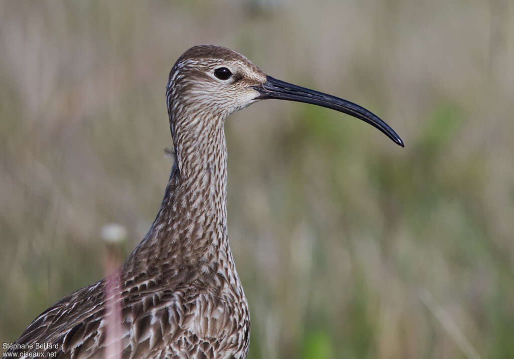 Whimbreladult, close-up portrait