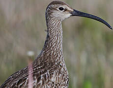 Eurasian Whimbrel