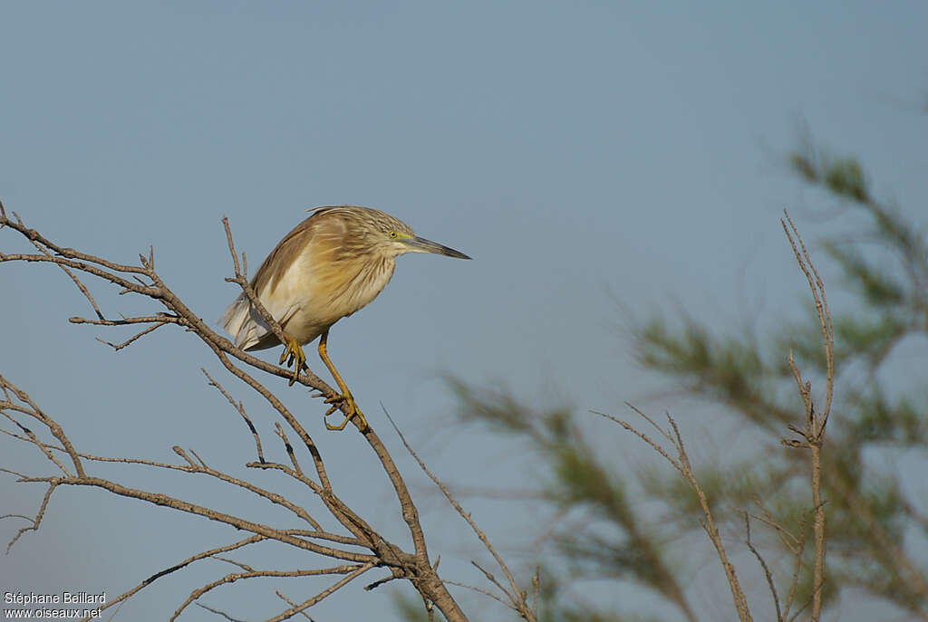 Squacco Heronadult post breeding, Behaviour