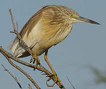 Squacco Heron