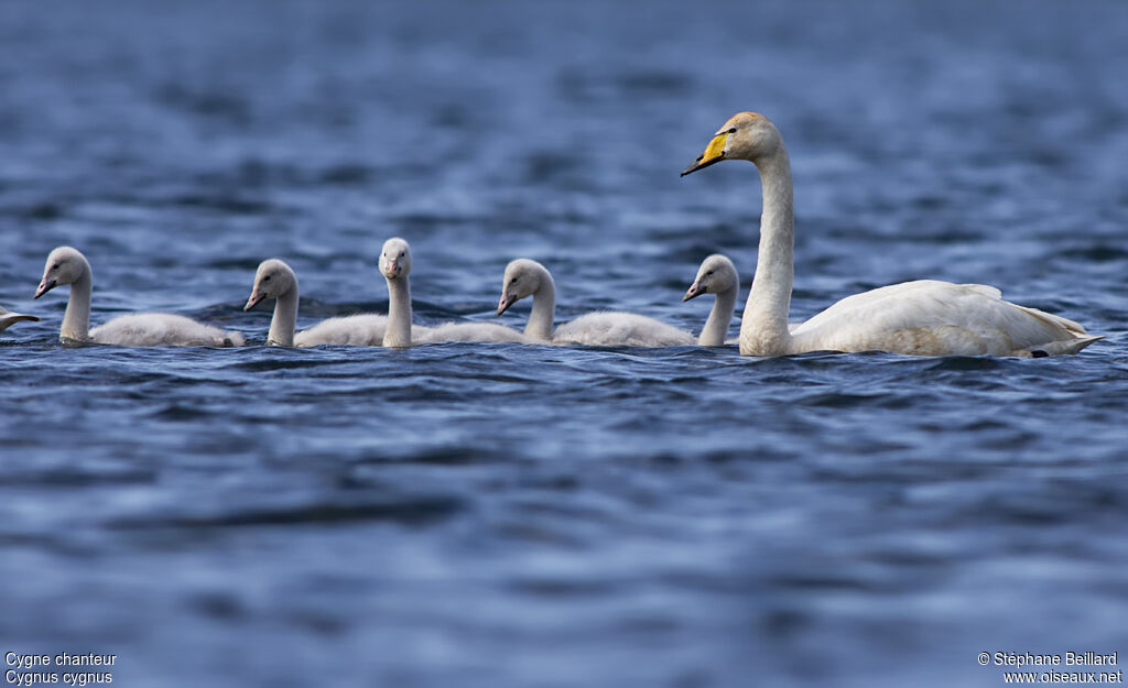 Cygne chanteur