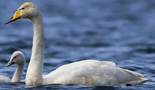 Whooper Swan