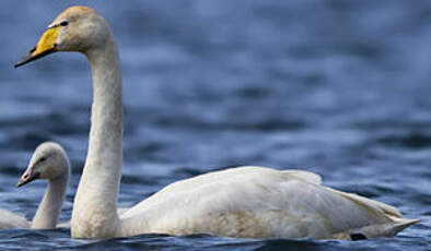 Cygne chanteur