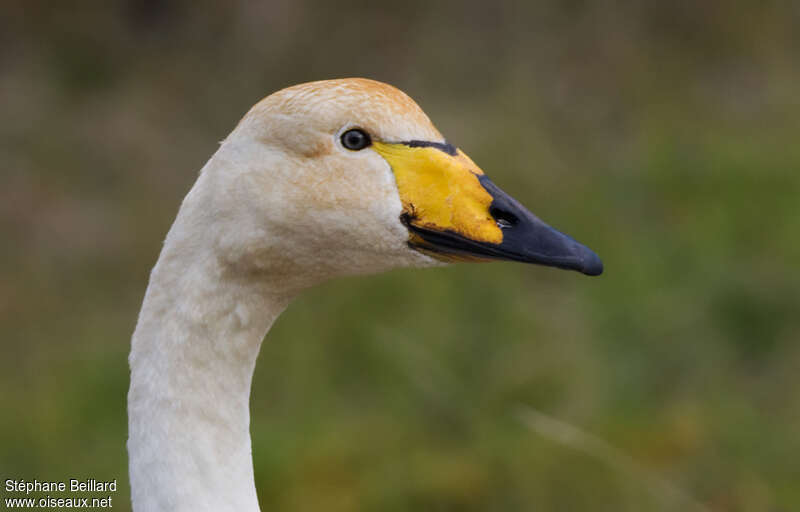 Whooper Swanadult breeding, close-up portrait