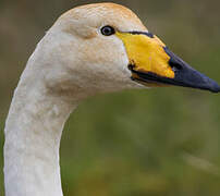 Whooper Swan