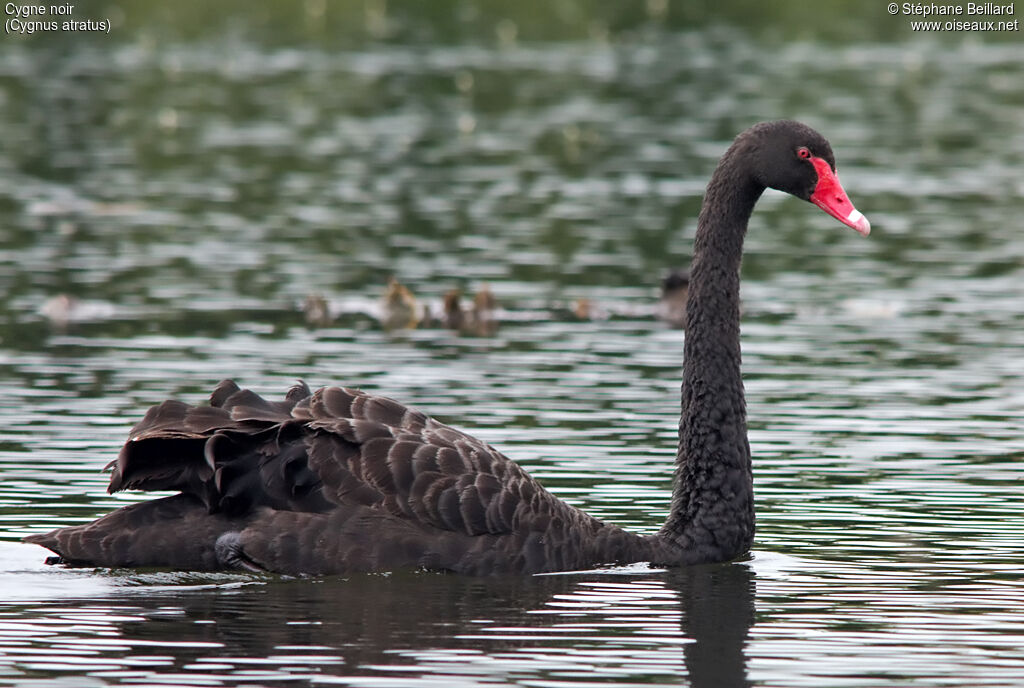 Cygne noir