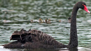 Cygne noir