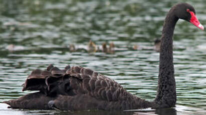 Cygne noir