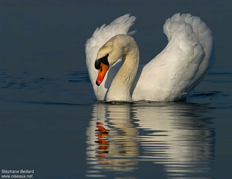 Mute Swan male adult, courting display