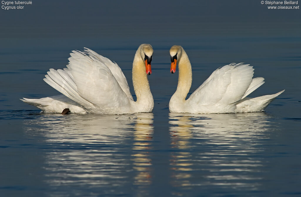 Mute Swan 